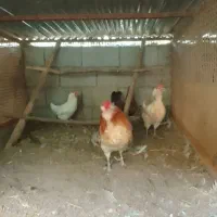 فروش ۴عددمرغ گلین به همراه یک عددخروس سالم|حیوانات مزرعه|بندر انزلی, چهارفریضه|دیوار