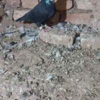 ۶عددکفترنرفروشی