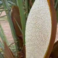 گرده نخل نر(طلای سفید)