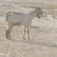 تیشتر بزباکهر نر