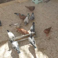 ۸ عدد پلاکی