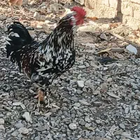 تخم مرغ تازه با نطفه صدرصد|حیوانات مزرعه|خان ببین, |دیوار