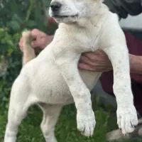 توله آلابای