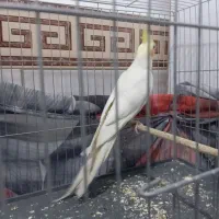 عروس هلندی لوتینو نر