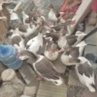 غاز رسمی دونیم میفروشم نر و ماده دونی 1800