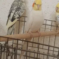 عروس هلندی مواد