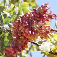 فروش انواع نهال مثمر وغیر مثمربا بهترین کیفیت