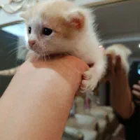 واگذاری بعداز پایان شیردهی (گربه نارنجی)