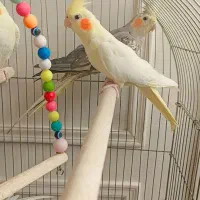 عروس هلندی کاملا خانگی صحیح وسالم|پرنده|ری, علایین|دیوار