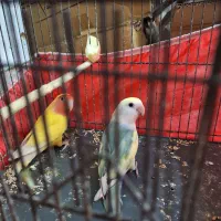 طوطی بزیلی رنگ خاص