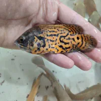 اسکار خوشرنگ|ماهی|مشهد, دوست آباد|دیوار