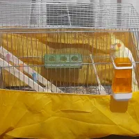 عروس هلندی ماده