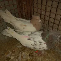 فروش یجف کله ای