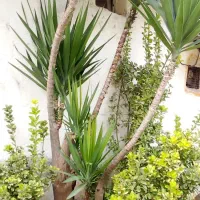 گل سرحال و فوق العاده ۱۰ساله یوکا|گل و گیاه طبیعی|رشت, اسماعیل آباد|دیوار