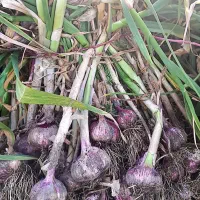 سیر|خوردنی و آشامیدنی|انگوت, |دیوار