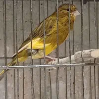 قناری نر سوپری|پرنده|تهران, چیتگر شمالی|دیوار