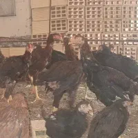 خروس و مرغ لاری