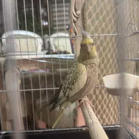 عروس هلندی|پرنده|کرج, شهرک بنفشه|دیوار