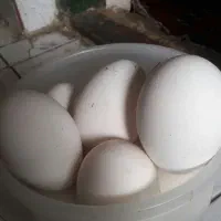 عرضه چند تخم غاز نطفه دار