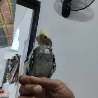 عروس نر سخنگو