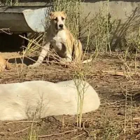 فروش چند عدد الابای نرماده شجره دار اصیل درشت