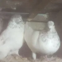 تعدادی کبوتر پرشی|پرنده|صوفیان, |دیوار