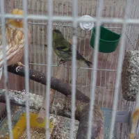 سره سبز و قناری هردو نر|پرنده|قرچک, پارس سرام|دیوار