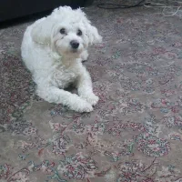 سگ شیتزو ماده