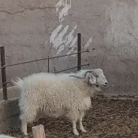 بره و کهره چپش