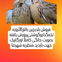 بلدرچین شهرضا