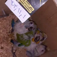 طوطی کده نوظهور ، اردبیل|پرنده|اردبیل, |دیوار