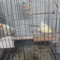 عروس هلندی|پرنده|اسلام‌شهر, شهرک احمدیه|دیوار