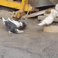 کبوتر نر وماده تخم گذار