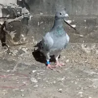 المانی مسافتی|پرنده|مینودشت, |دیوار