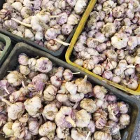 سیر|خوردنی و آشامیدنی|سیدان, |دیوار