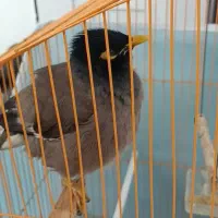 یکدونه مینا نر افغانی