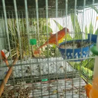 قناری رد فاکتور با جوجه چال اول