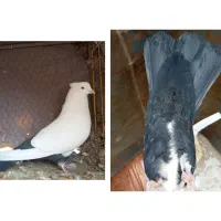 دمسیاه نرزیبا