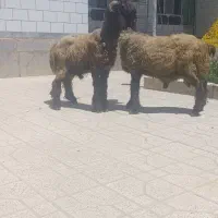بره نره تخمی