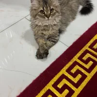 بچه گربه|گربه|تهران, سوهانک|دیوار