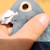 مدارک وگوشی گم کردم