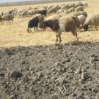 بزغاله نر پاکستانی|حیوانات مزرعه|کوزران, |دیوار
