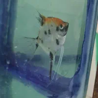 آنجل کله پرتقالی