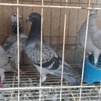 جوجه پلاکی و جوجه سینه ای|پرنده|اهواز, فولادشهر|دیوار