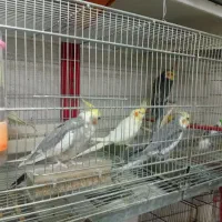 پخش لوازم پرندگان