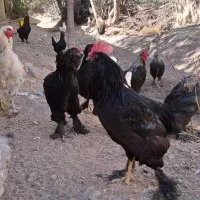 تخم نطفه دار برهما گلدپاتریچ و مرندی|حیوانات مزرعه|زنجان, |دیوار