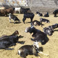 کهره نر