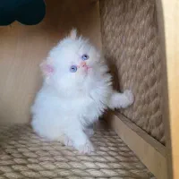 پرشین ردپویینت