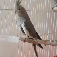 عروس هلندی جفت|پرنده|تهران, شهرک رضویه|دیوار