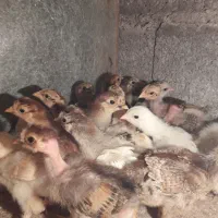 ۱۷عدد جوجه کاکلی وگردن لختی ومحلی|حیوانات مزرعه|لنگرود, |دیوار